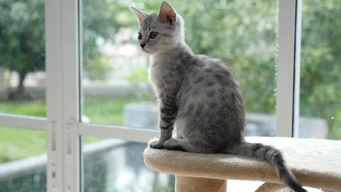 Cute cat sitting on cat tower slow motion Stock Footage 90640185
