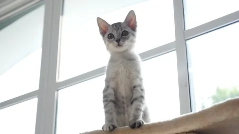 Cute cat sitting on cat tower slow motion Stock Footage 90640216