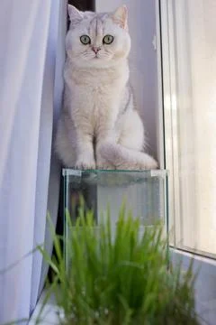 Cute cat sitting on an empty aquarium by the window Stock Photos