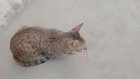 Cute cat sitting gracefully on ground in style Video stock 347628655