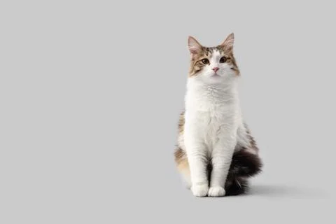 Cute cat sitting on grey background Stockfoto's