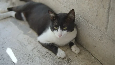 Cute cat sitting on ground and looking camera Stock Footage 120122959