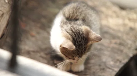 Cute cat sitting on the ground Stock Footage 53810503