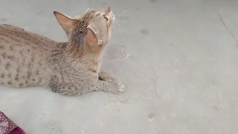 Cute Cat Sitting on the Ground Stockbeeldmateriaal 347489115
