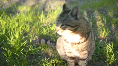 Cute cat sitting on the lawn Stock Footage 162390626