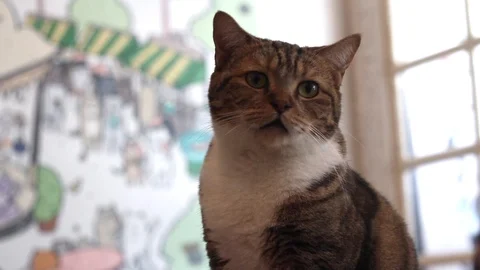Cute cat sitting quietly. Stock Footage 86954612