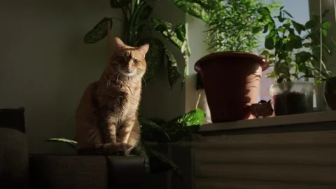 Cute cat sitting quietly on window ledge Stock Footage 317902141
