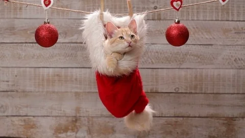 Cute cat sitting in a santa hat hanging on drying line - waiting for christmas Stock Footage 103820874