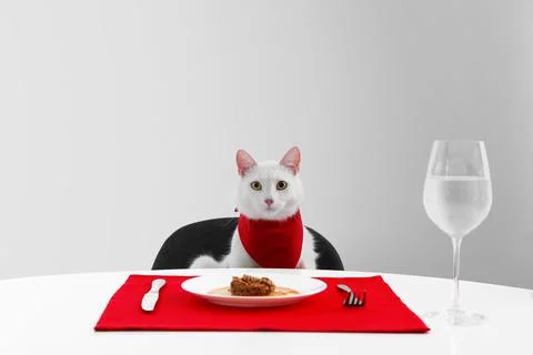 Cute cat sitting at served dining table against white background Stock Photos