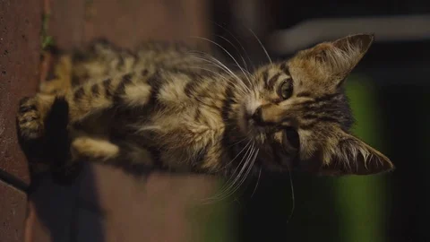 Cute cat sitting on the street, vertical shot. Stock Footage 123836785