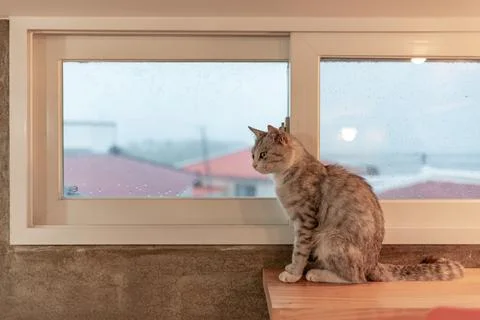 Cute cat sitting on the table and looking out the window at home Stock Photos