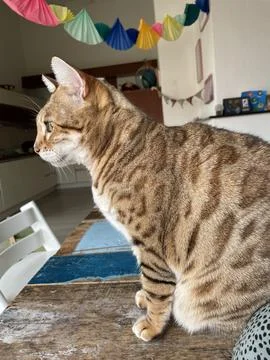 Cute cat sitting on the table. Stock Photos