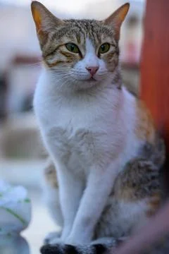 A cute cat sitting on a table. Selective focus. Stock-Fotos