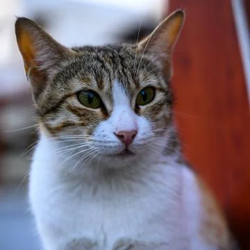 A cute cat sitting on a table. Selective focus. Stock-Fotos