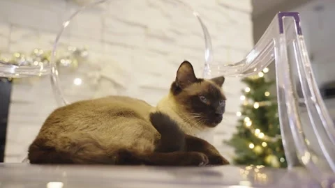 Cute cat sitting on transparent chair on Christmas background. Stock Footage 252928792
