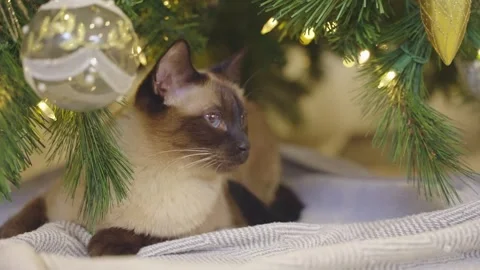 Cute cat sitting under decorated Christmas tree and Christmas lights. Stock Footage 255501813