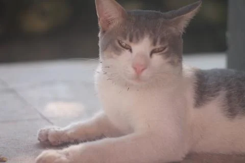 Cute Cat Sitting Upright with Curious Expression Stock Photos