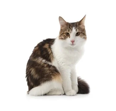 Cute cat sitting on white background Stockfoto's