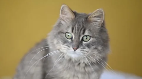 Cute cat sitting on yellow background Stock Footage 269343266
