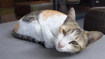 Cute Cat Sleep Close up 스톡 동영상 85651679