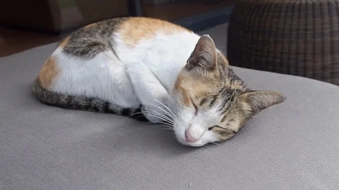 Cute Cat Sleep Video stock 85637013