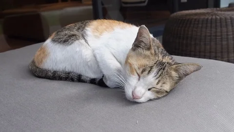 Cute Cat Sleep Zoom in 스톡 동영상 85652082