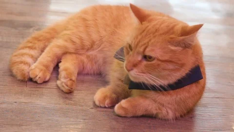 Cute cat sleeping and cleaning Stock Footage 86897409