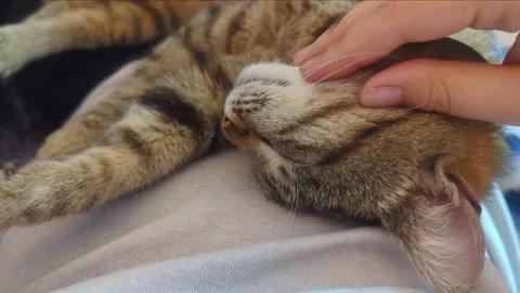 Cute cat is sleeping and a man caresses her Stock Footage 242176626