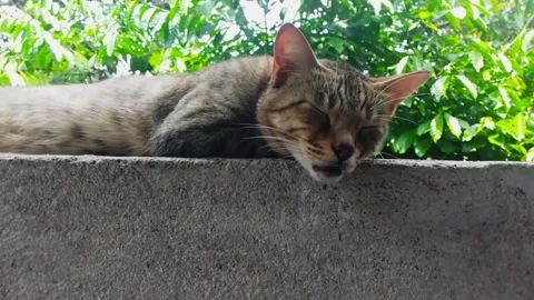 Cute Cat Sleeping and Wake up Stock Footage 315772830
