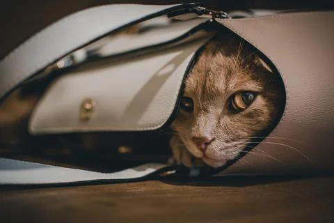 A cute cat sleeping in a bag Stock Photos