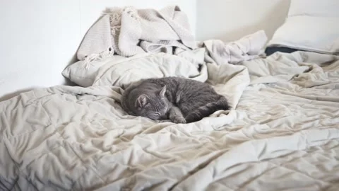 Cute Cat Sleeping on Bed, Gimbal Pan Shot Stock Footage 146154902