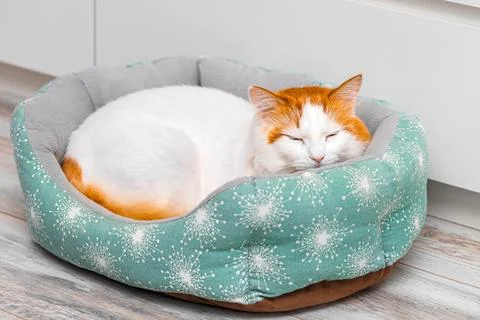 A cute cat is sleeping in a bed. Stock Photos