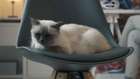 Cute cat sleeping on a chair Stock Footage 89829290