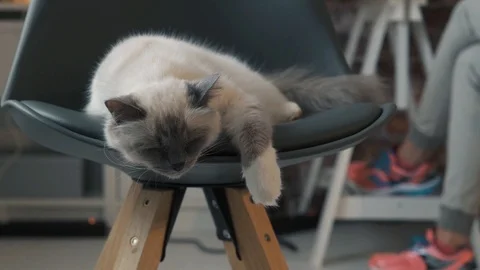 Cute cat sleeping on a chair Stock Footage 89829449