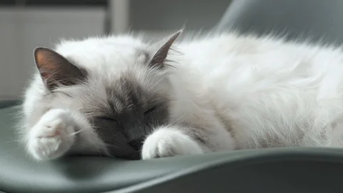 Cute cat sleeping on a chair Stock Footage 89831802