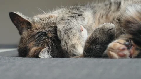 Cute cat sleeping on couch covering eyes with paws Stock Footage 312833089