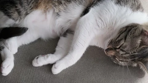Cute cat sleeping on couch at home, animal shelter concept. Stock Footage 152006773