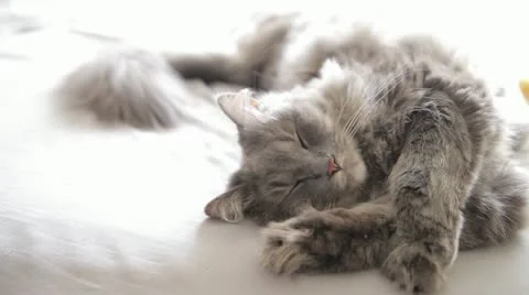 Cute Cat Sleeping Stock Footage 11131045