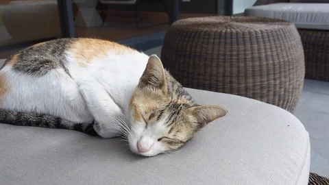 Cute Cat Sleeping Stock Footage 85651381