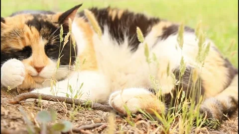 Cute cat sleeping on the grass Stock Footage 134575829