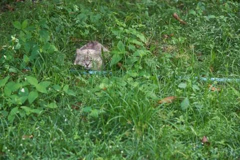 A cute cat sleeping on the grass Stock Photos