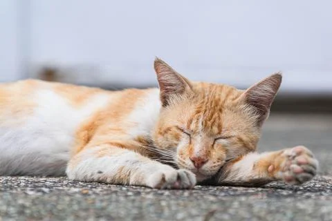 Cute cat is sleeping on the ground Stock Photos