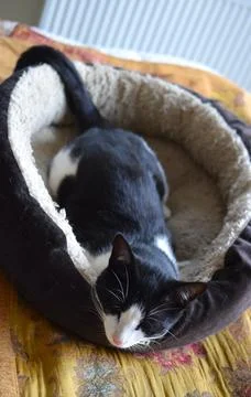 Cute cat is sleeping in her bed at home. Stock Photos