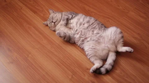 Cute Cat is sleeping on his back , lying on the floor Stock Footage