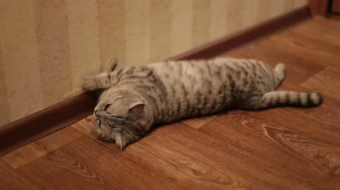 Cute Cat is sleeping on his back , lying on the floor Stock Footage 60208293