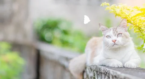 The cute cat sleeping on a leaking wall in the morning after eating. closeu.. Stock Photos