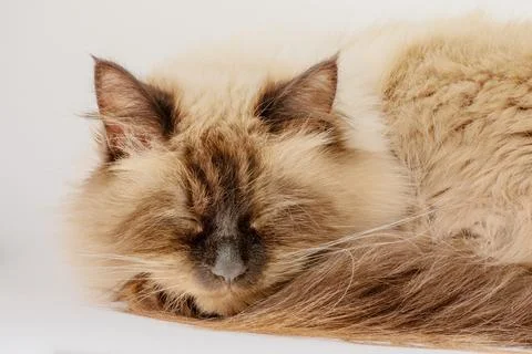 Cute cat sleeping on a light gray background. Pet, animal cat Stock Photos
