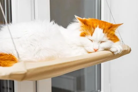 Cute cat sleeping lying down in hanging bed Stock Photos