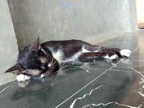 Cute cat sleeping peacefully on a cool ceramic floor Stock Photos