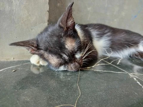 Cute cat sleeping peacefully on a cool ceramic floor Stock Photos